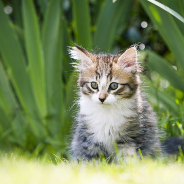 chaton-tigre-timon-herbes-portrait-cute-kitty-trop-mignon-sebastien-huruguen-photographe-animal-compagnie (1)