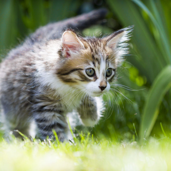 chaton-tigre-timon-herbes-portrait-cute-kitty-trop-mignon-sebastien-huruguen-photographe-animal-compagnie (2)