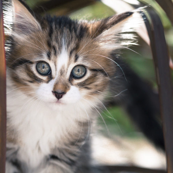 chaton-tigre-timon-herbes-portrait-cute-kitty-trop-mignon-sebastien-huruguen-photographe-animal-compagnie (3)