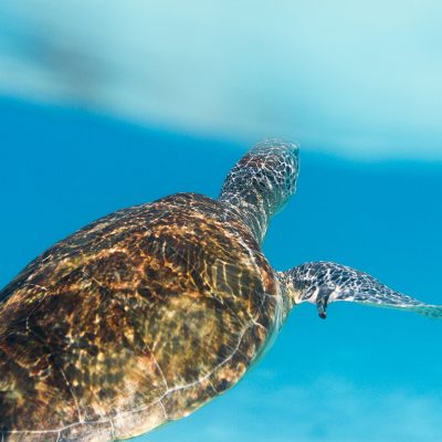 tortue caraibes underwater sous marine photo photographie plongee apnee grenadines iles bleu mer sebastien huruguen