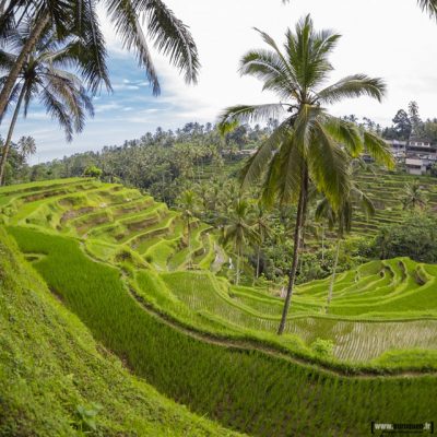 rice terrace bali rizieres riz cultures vertes terrasses terrasse palmier sebastien huruguen