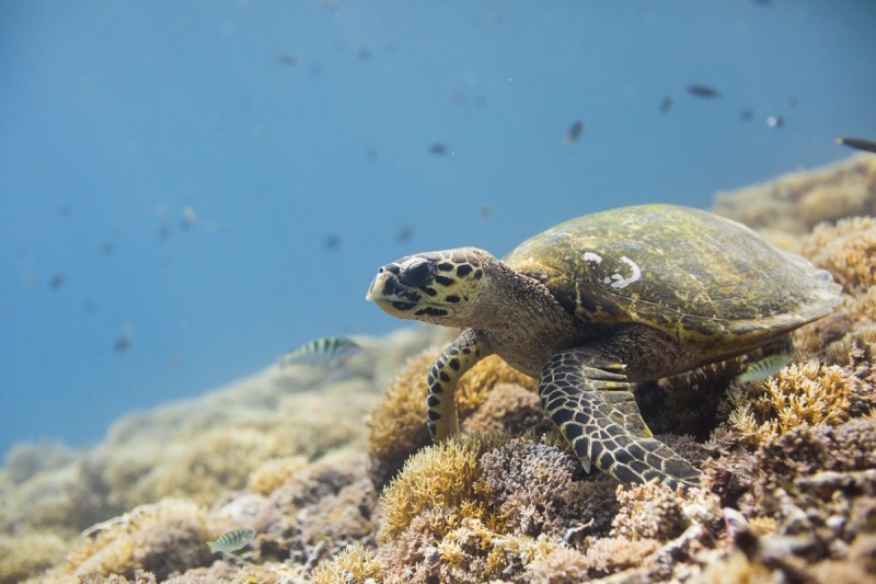 tortue turtle caraibes watershot photo aquatique sebastien huruguen caisson etanche plongee corail recif reef