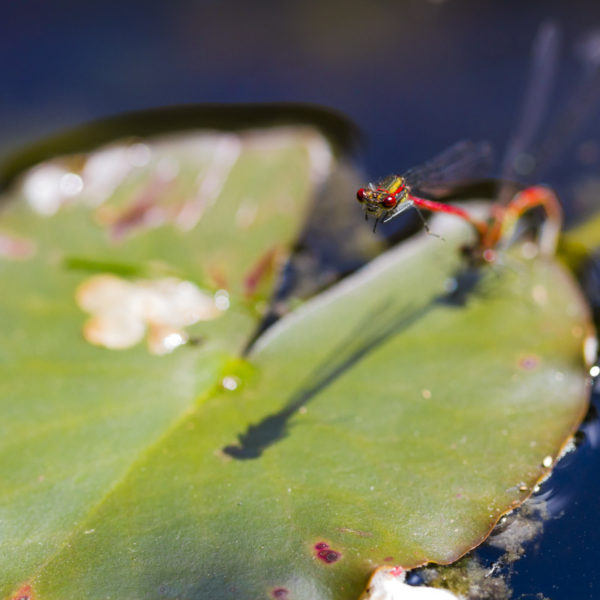 macro-sebastien-huruguen-photographe (1)