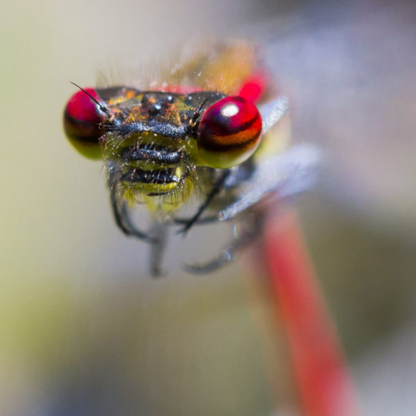 macro-sebastien-huruguen-photographe (2)