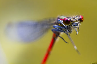 Macro dans le jardin