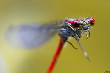 Macro dans le jardin