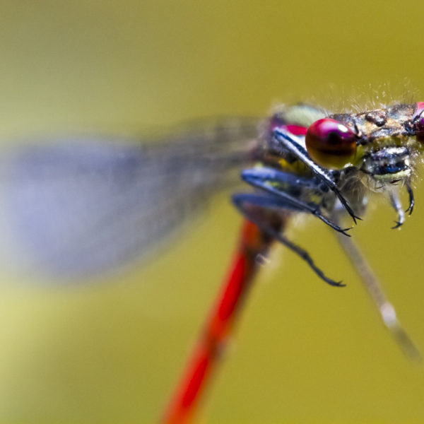 macro-sebastien-huruguen-photographe (3)