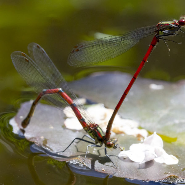 macro-sebastien-huruguen-photographe (4)